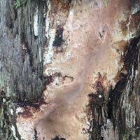 Attēlu rezultāti vaicājumam “Perenniporia medulla-panis”