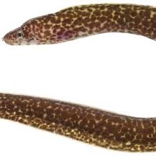 Image result for Gymnothorax moringa