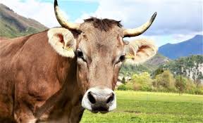 Image result for ganado bovino