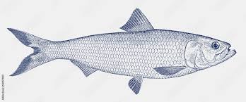 Image result for Alosa chrysochloris