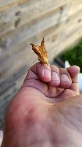 Attēlu rezultāti vaicājumam “Ennomos autumnaria male”