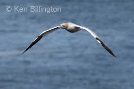 Image result for Morus bassanus