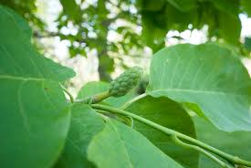 Attēlu rezultāti vaicājumam “Magnolia acuminata leaf”