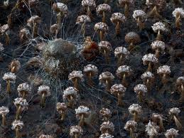 Attēlu rezultāti vaicājumam “Cribraria argillacea stalked”
