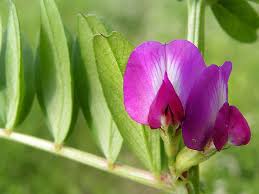 Attēlu rezultāti vaicājumam “Vicia angustifolia”