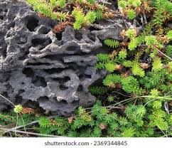 Attēlu rezultāti vaicājumam “Hypoxylon multiforme”