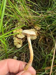 Attēlu rezultāti vaicājumam “Protostropharia alcis”