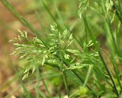 Attēlu rezultāti vaicājumam “Poa pratensis fruit”