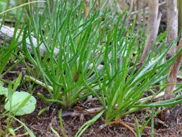 Attēlu rezultāti vaicājumam “Plantago uniflora”
