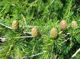 Attēlu rezultāti vaicājumam “Larix decidua”