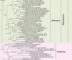 Attēlu rezultāti vaicājumam “Symphytocarpus impexus spores”