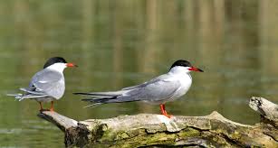 Attēlu rezultāti vaicājumam “Sterna hirundo adult”