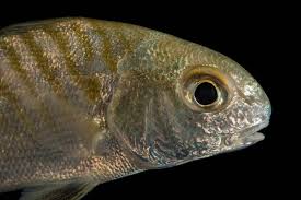 Image result for Leiostomus xanthurus