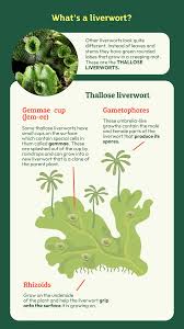 Attēlu rezultāti vaicājumam “Isothecium myosuroides sporophyte”