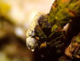 Attēlu rezultāti vaicājumam “Physarum bryomacrocarpum spores”