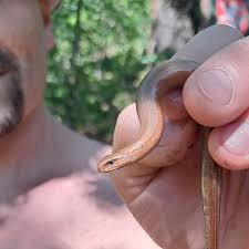 Attēlu rezultāti vaicājumam “Anguis fragilis”