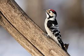 Attēlu rezultāti vaicājumam “Dendrocopos minor female”