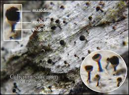 Attēlu rezultāti vaicājumam “Calicium salicinum”