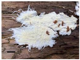 Attēlu rezultāti vaicājumam “Anomoporia bombycina”