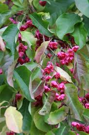 Attēlu rezultāti vaicājumam “Euonymus fruit”