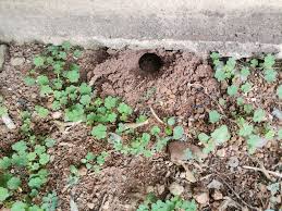 Image result for pheega