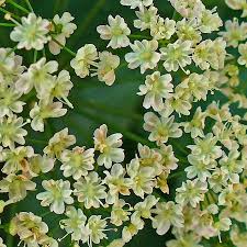 Attēlu rezultāti vaicājumam “Pimpinella major leaf”