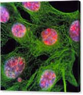 Attēlu rezultāti vaicājumam “Bryum funkii cells”