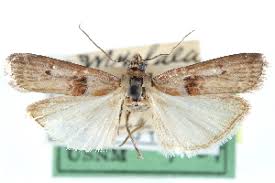 Attēlu rezultāti vaicājumam “Sciota adelphella”