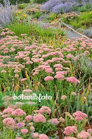 Attēlu rezultāti vaicājumam “Hylotelephium telephium flower”