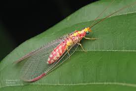Attēlu rezultāti vaicājumam “Chrysopidae”