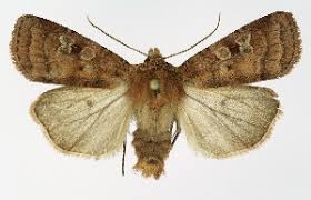 Attēlu rezultāti vaicājumam “Diarsia florida”