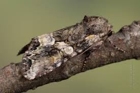 Attēlu rezultāti vaicājumam “Lacanobia contigua”