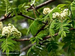 Attēlu rezultāti vaicājumam “Sorbus”