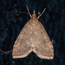 Attēlu rezultāti vaicājumam “Udea prunalis”