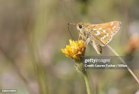 Attēlu rezultāti vaicājumam “Hesperia comma male”