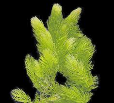 Attēlu rezultāti vaicājumam “Ceratophyllum demersum”