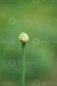 Attēlu rezultāti vaicājumam “Allium cepa bud”