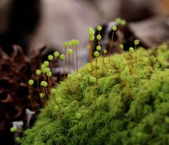 Attēlu rezultāti vaicājumam “Bartramia pomiformis”
