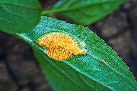 Attēlu rezultāti vaicājumam “Puccinia coronata”