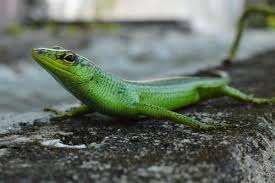 Risultati immagini per dasia smaragdina