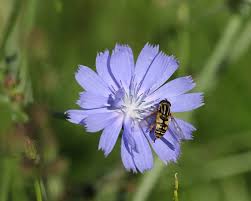 Attēlu rezultāti vaicājumam “Helophilus sp.”