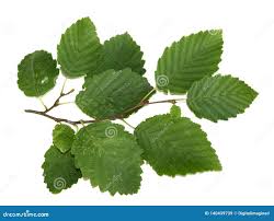 Attēlu rezultāti vaicājumam “Alnus incana leaf”