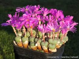 Attēlu rezultāti vaicājumam “Craterium minutum young”