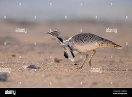 Image result for Chlamydotis macqueenii