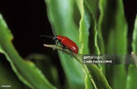 Attēlu rezultāti vaicājumam “Lilioceris lilii”