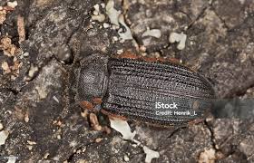 Attēlu rezultāti vaicājumam “Grynocharis oblonga”