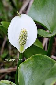 Attēlu rezultāti vaicājumam “Calla palustris leaf”