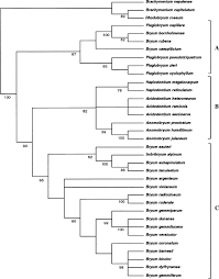 Attēlu rezultāti vaicājumam “Bryum funkii cells”