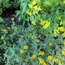 Image result for Sanvitalia procumbens
