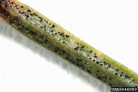 Attēlu rezultāti vaicājumam “Cribraria aurantiaca var. persoonii spores”